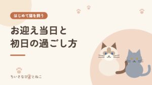 猫のお迎え当日の注意点と初日の過ごし方｜5つのポイントを解説