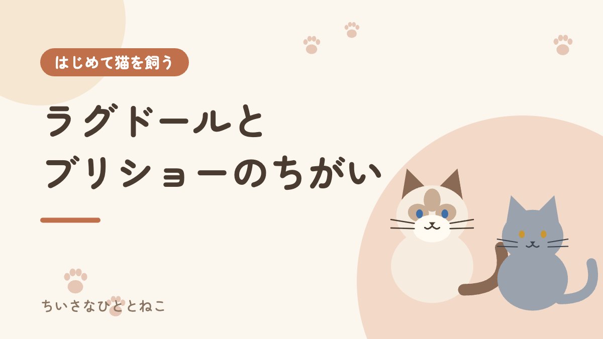 ラグドールとブリティッシュショートヘアのちがい|2匹と暮らす我が家の本音比較